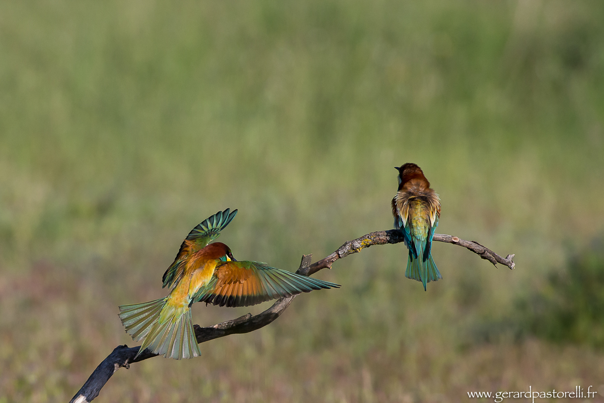 Bee eater 41